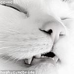 Mohammad Kulas Profile Picture