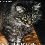 Vincenzo Walter Profile Picture