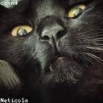 Felicia Nienow Profile Picture