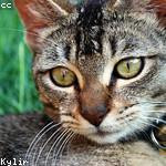 Jacynthe Ullrich Profile Picture